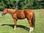 AQHA Natural Iron