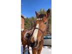 8year old blood bay mare