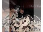 Border Collie Mix DOG FOR ADOPTION RGADN-1088581 - D.O.G.(DeeOhhGee) - Terrier /