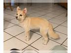 Pomeranian DOG FOR ADOPTION RGADN-1092429 - COURTESY POST: Princess - Pomeranian