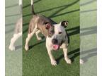 American Pit Bull Terrier Mix DOG FOR ADOPTION RGADN-1271711 - Blue - Pit Bull