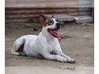 Bull Terrier Mix DOG FOR ADOPTION RGADN-1271718 - Diva - Bull Terrier / Mixed