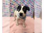 Dalmatian-Labrador Retriever Mix DOG FOR ADOPTION RGADN-1271724 - Delilah -