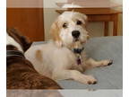 Dandie Dinmont Terrier Mix DOG FOR ADOPTION RGADN-1271727 - Dempsey - Dandie