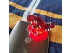 Tomy Pokemon Figure 3rd Gen Groudon (Clear Version)- Red Base