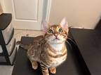 Female Bengal 1