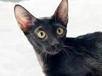 Mystique Melanistic SBT F6 Savannah Kitten