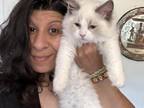 Pure Bred Bicolor Lavender Point Male Ragdoll