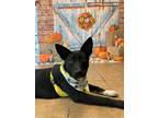Adopt Lucy a Black Labrador Retriever