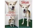 Adopt Skye a Husky, Mixed Breed