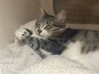 Adopt Suzie a Tabby
