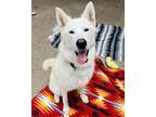 Adopt Freya a Alaskan Malamute, Husky