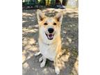 Adopt Brie a Shiba Inu, Husky