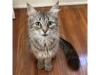 Adopt Little Lady Bonita a Domestic Long Hair, Maine Coon