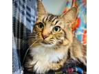 Adopt Airie a Domestic Medium Hair