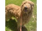 Adopt Muffin a Labrador Retriever, Poodle
