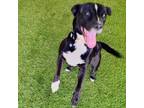 Adopt Sadie a American Staffordshire Terrier, Black Labrador Retriever