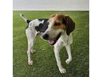 Adopt Monarch a Foxhound, Mixed Breed