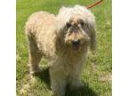 Adopt Blondie a Labrador Retriever, Poodle