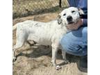 Adopt Millie a English Pointer, Mixed Breed