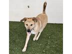 Adopt Morgan a Retriever