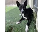 Adopt Athena a Husky, Mixed Breed