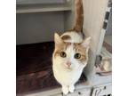 Adopt Taylor Swift a Domestic Short Hair