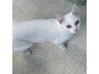Adopt Josephine a Domestic Short Hair