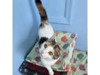 Adopt Dolly Parton a Domestic Short Hair