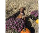 Adopt Becky a Doberman Pinscher, Mixed Breed
