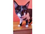 Adopt Chata a Domestic Short Hair