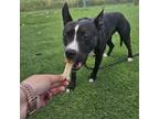 Adopt Artemis a Pit Bull Terrier