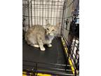 Adopt Menous a Domestic Short Hair
