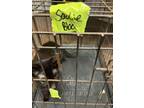 Adopt Sadie a Domestic Short Hair
