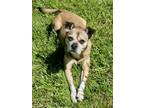 Adopt Birmingham a Pug, Boston Terrier