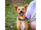 Adopt Babushka a Terrier, Black Mouth Cur