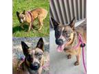 Adopt DIXIE a Australian Cattle Dog / Blue Heeler