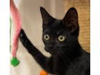 Adopt Iris a Domestic Short Hair, American Shorthair