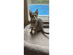 Adopt Starfish a Tabby, Domestic Short Hair