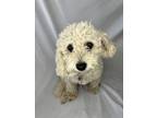 Adopt Coconut a Miniature Poodle
