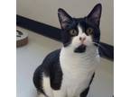 Adopt Cruella a American Shorthair