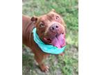 Adopt Ansley a Pit Bull Terrier, Mixed Breed