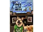 Adopt Bella a Siberian Husky, Mixed Breed