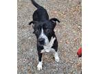 Adopt Bella a Pit Bull Terrier, Mixed Breed