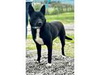 Adopt PANDA GIRL - FOSTER NEEDED - IN SHELTER FOR 9 MOS. a Husky
