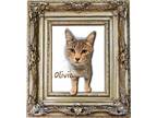 Adopt Olivia #seeks-adventure a Tabby