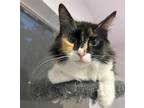 Adopt Lucy #fluffy-tail-bunch a Maine Coon, Domestic Medium Hair
