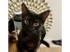 Adopt Elsa #craves-treats a Bombay, Domestic Short Hair