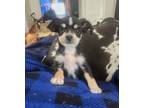 Adopt Baked Bean NOT AVAILABLE a Toy Fox Terrier, Mixed Breed