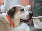 Adopt Echo *Bonded Pair* a Saint Bernard, Mixed Breed